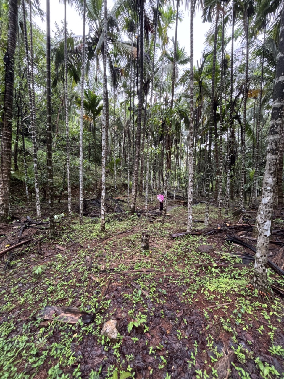 Cotigao Wildlife Sanctuary jungle South Goa