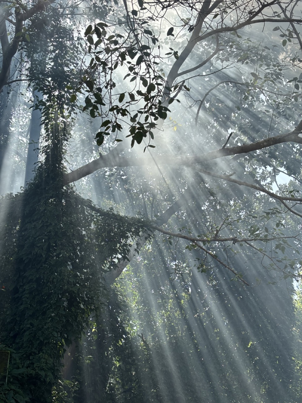 Forest and hillside view from NIVRRITII villa terrace, South Goa